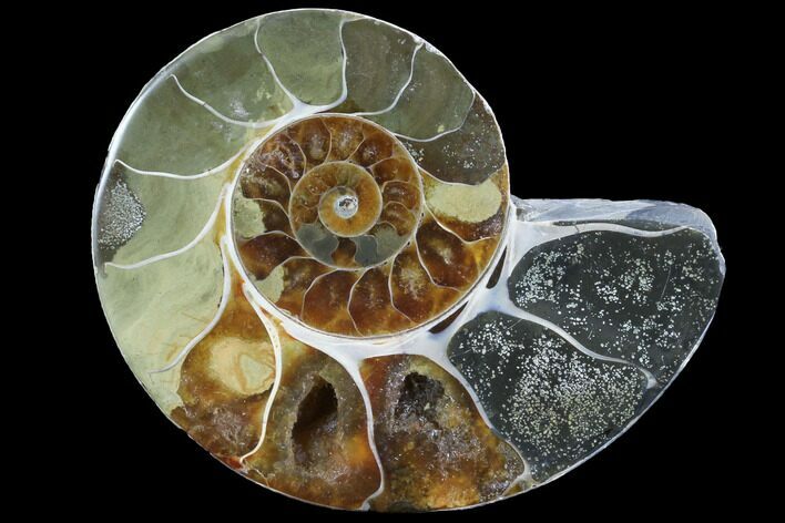 Thick Ammonite (Anapuzosia) Fossil Half #88026